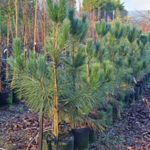 PINUS thunbergii – Japanese Pine