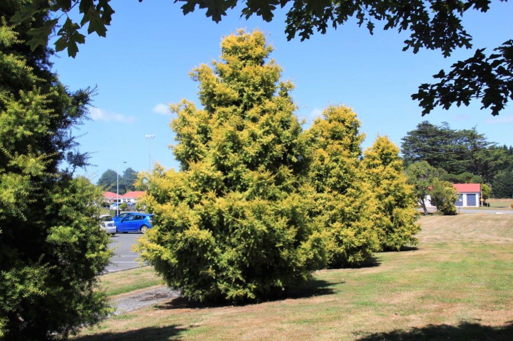 PODOCARPUS totara 'Aurea' Golden Totara | Easy Big Trees | NZ