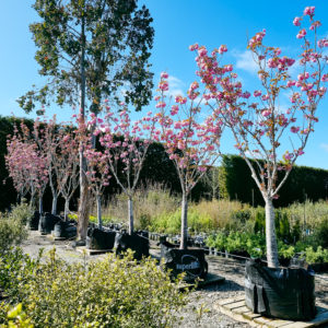 PRUNUS serrulata ‘Kanzan’ – Pink Flowering Cherry
