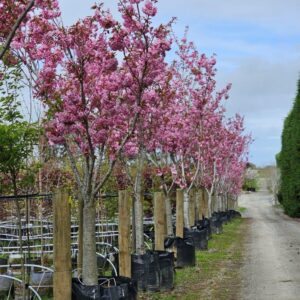PRUNUS serrulata ‘Kanzan’ – Pink Flowering Cherry
