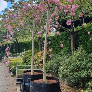 PRUNUS serrulata ‘Kiku-Shidare Sakura’ – Rich Pink Double Blossom