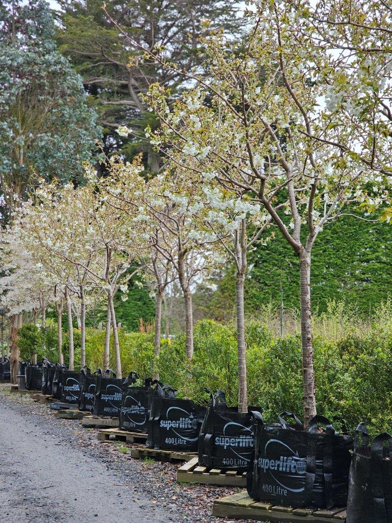 Prunus Tai Haku 400lt Sept 2024 (2)