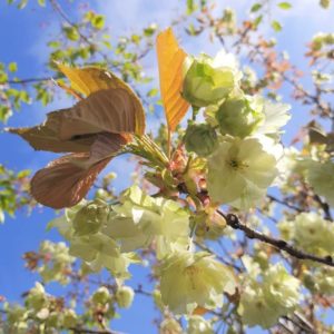 PRUNUS serrulata ‘Ukon’ – Flowering Cherry