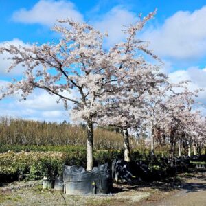 PRUNUS yedoensis – Yoshino Cherry