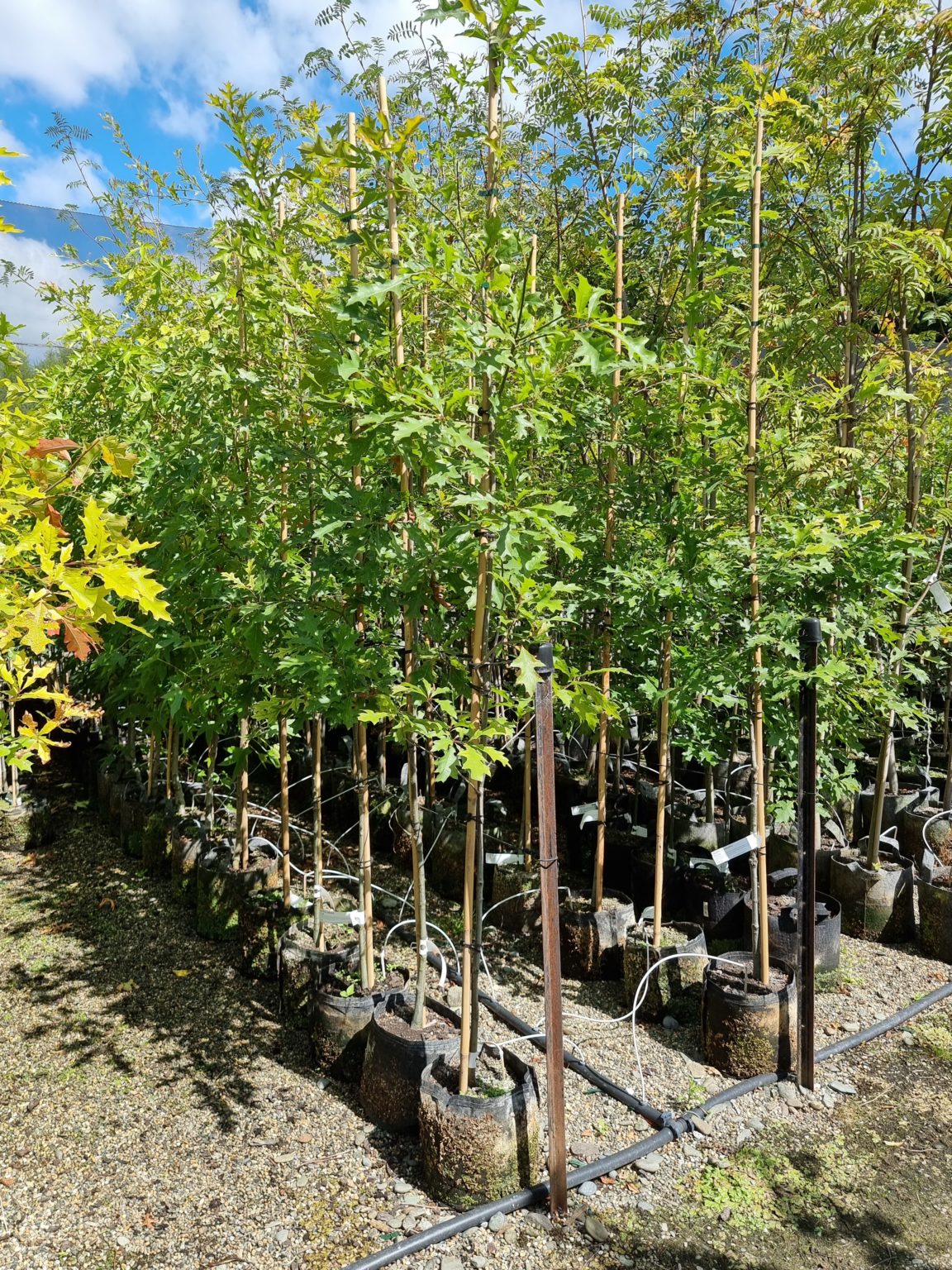 QUERCUS palustris - Pin Oak | Easy Big Trees | NZ