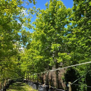 QUERCUS robur – English Oak