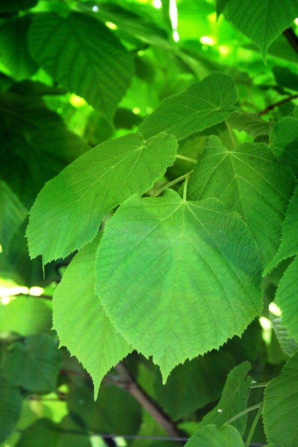 TILIA platyphyllos - Large Leaf Lime