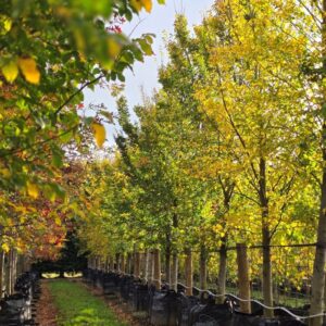 ULMUS hollandica ‘Lobel’ – Upright Elm