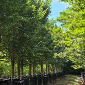 ULMUS hollandica ‘Lobel’ – Upright Elm