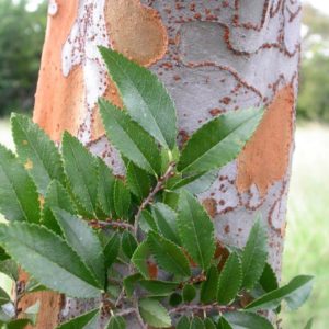 ULMUS parvifolia – Chinese Elm