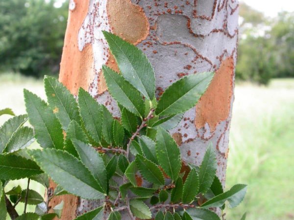 ULMUS parvifolia - bark