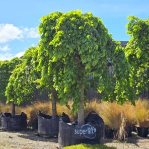 ULMUS glabra ‘Pendula’ – Weeping Elm