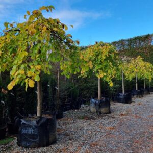 ULMUS glabra ‘Pendula’ – Weeping Elm