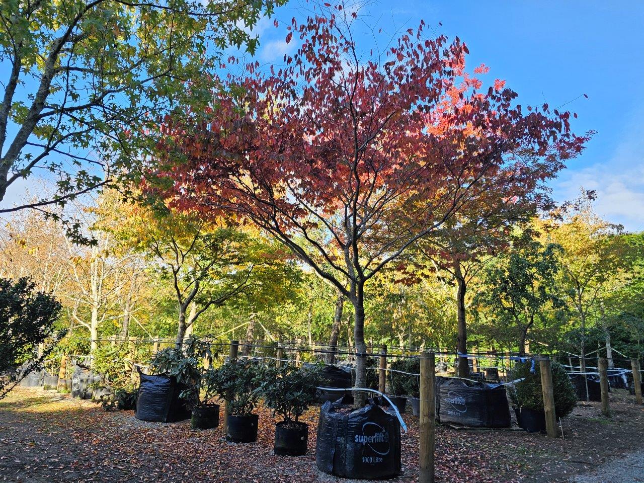 Zelkova serrata 1000lt Heritage Collection - April 2024 (8)