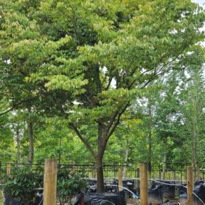 ZELKOVA serrata – Japanese Elm