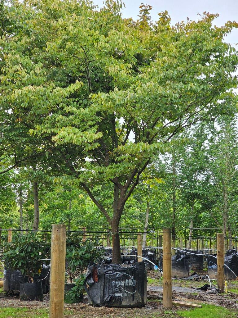 Zelkova serrata 1000lt Heritage Collection March 2024 (2)