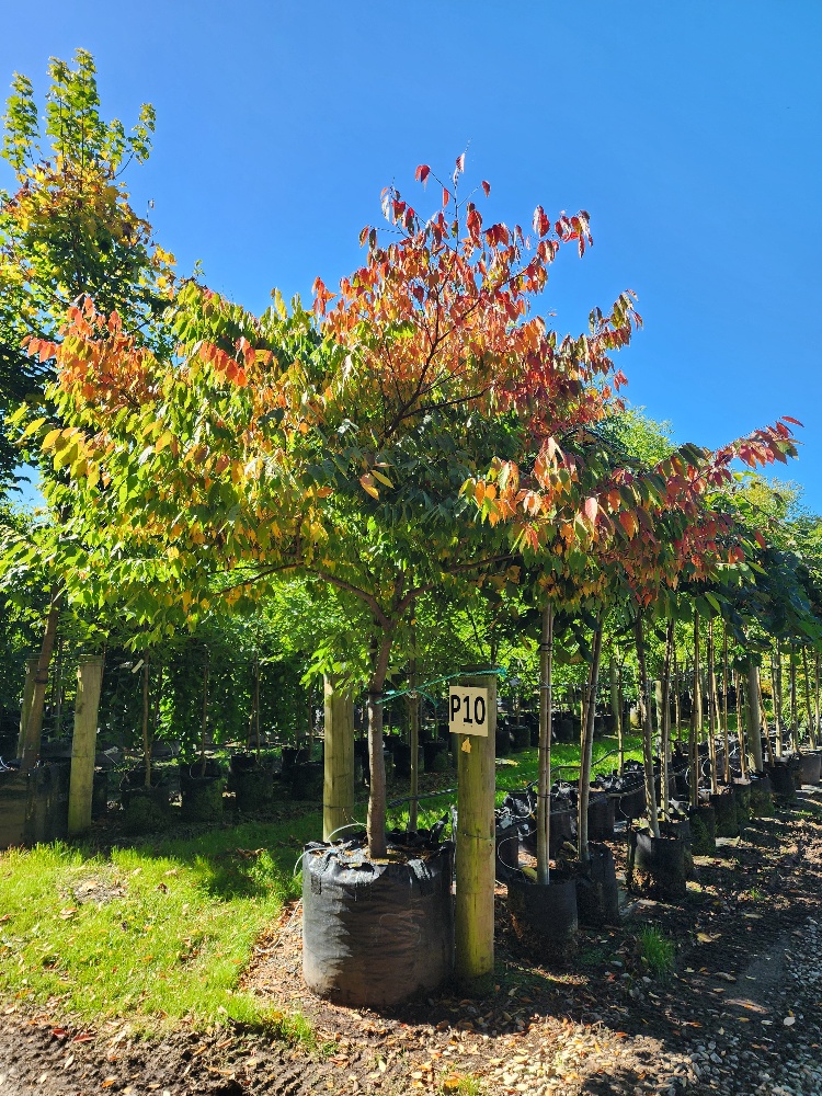 Zelkova serrata 1000lt Heritage Collection March 2025
