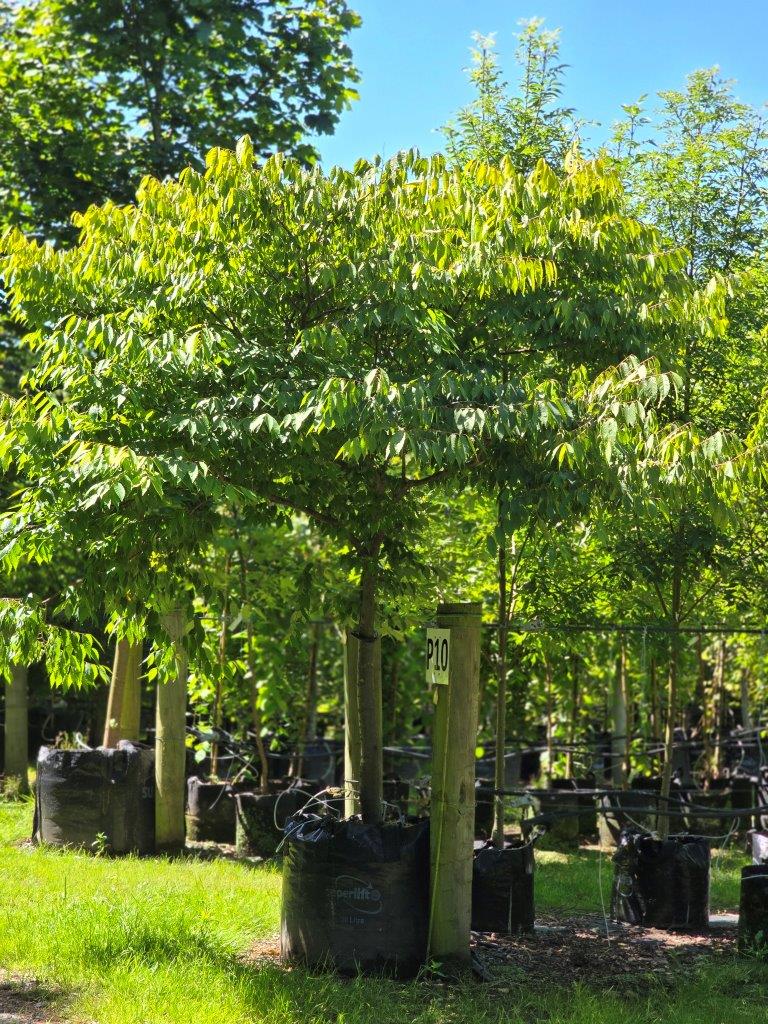 Zelkova serrata Autumn Gold 400lt Jan 2025 (5)