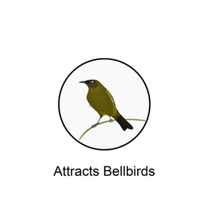 products-Attracts_Bellbirds