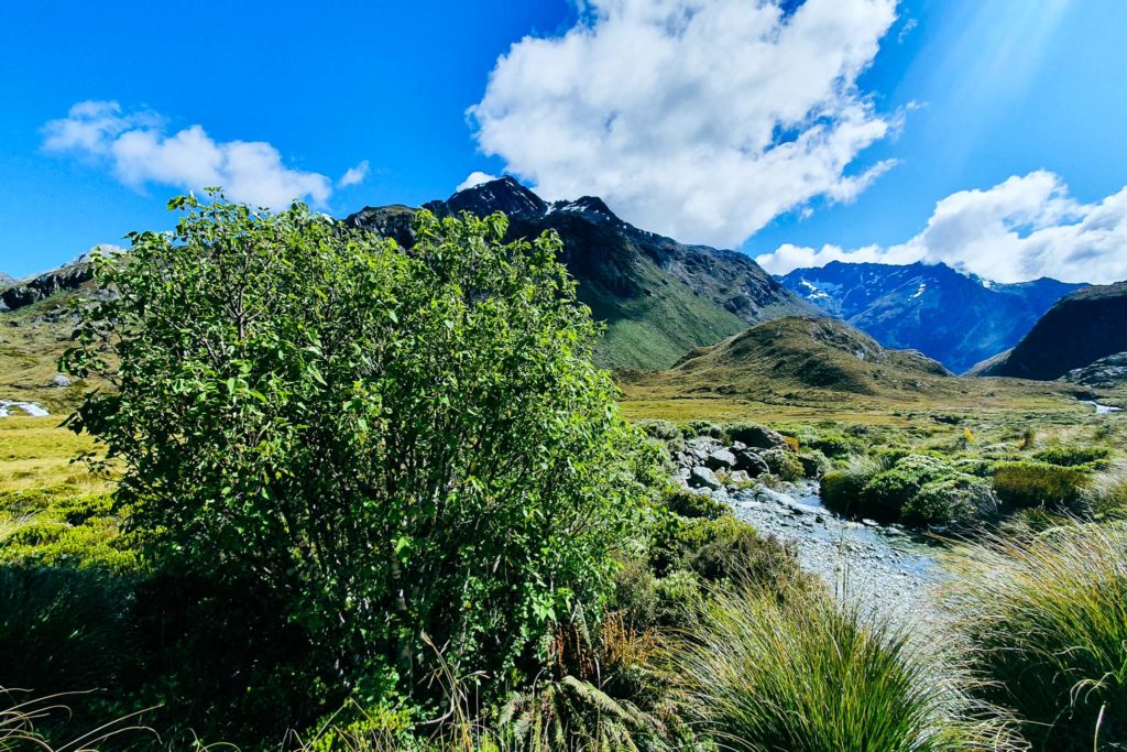 HOHERIA lyallii, Routeburn, Fiordland