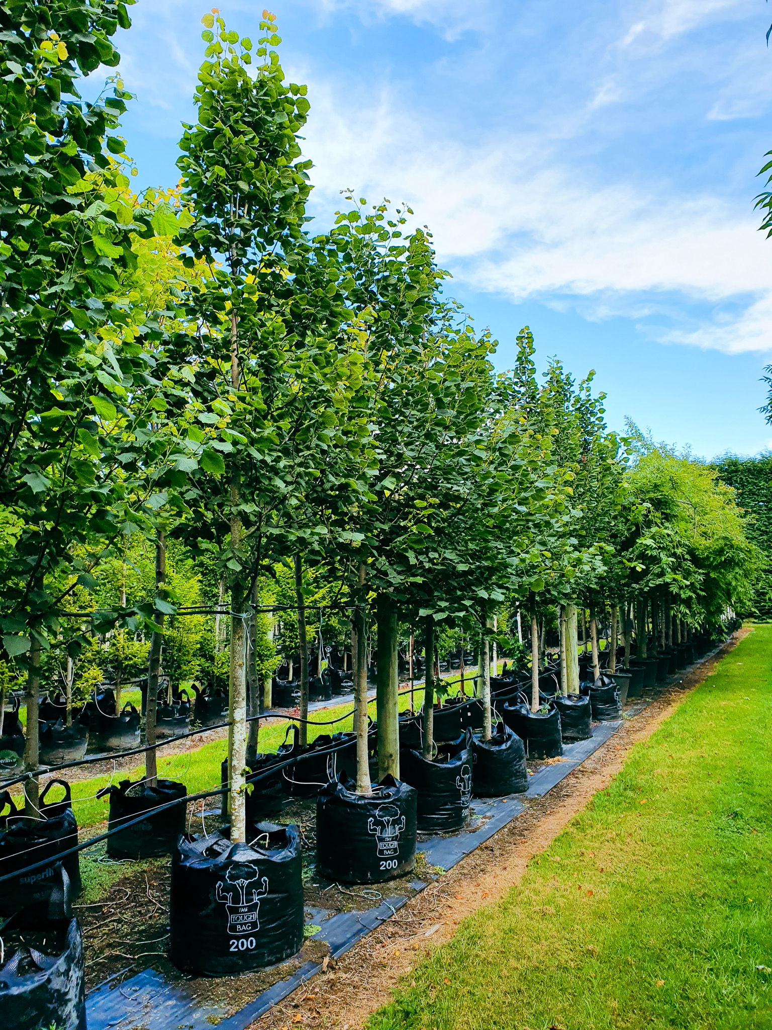 TILIA European Lime | Easy Big Trees New Zealand