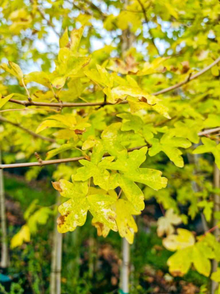 ACER campestre - Leaf - April