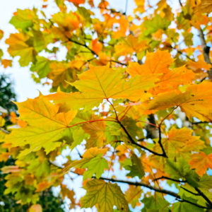 ACER platanoides – Norway Maple