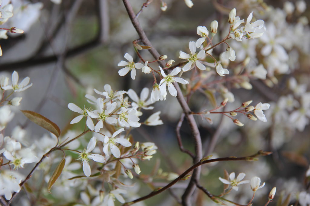 AMELANCHIER canadensis - Blossom, October