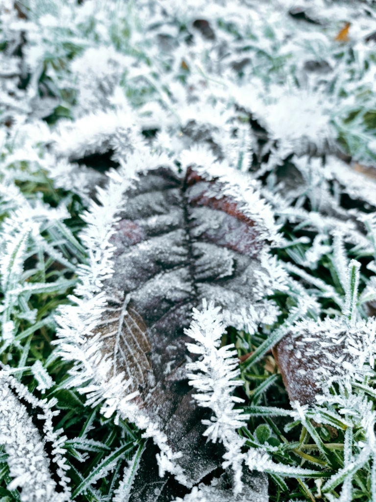 PRUNUS leaf & frost - June