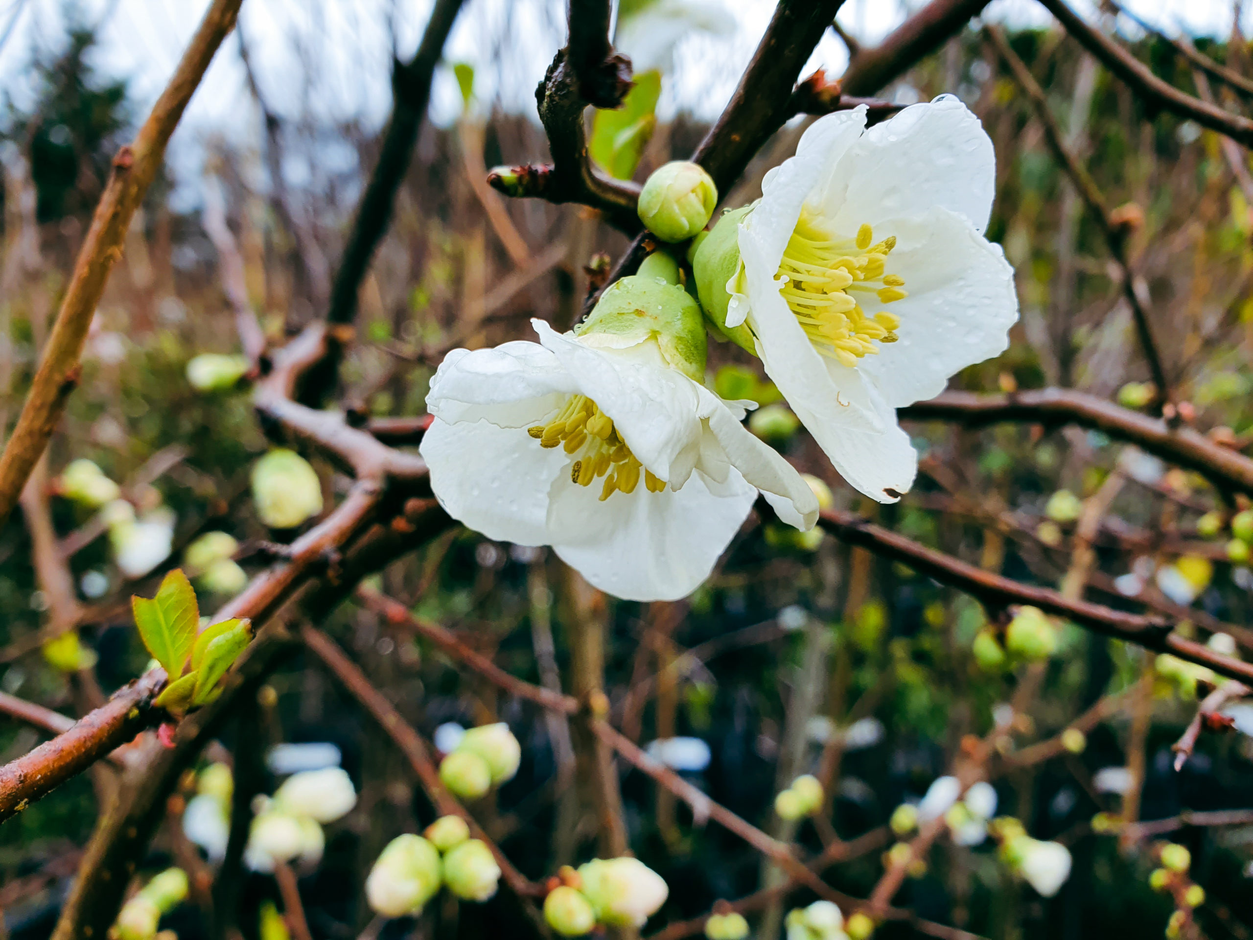 Read more about the article Winter Flowering Interest 🌸❄