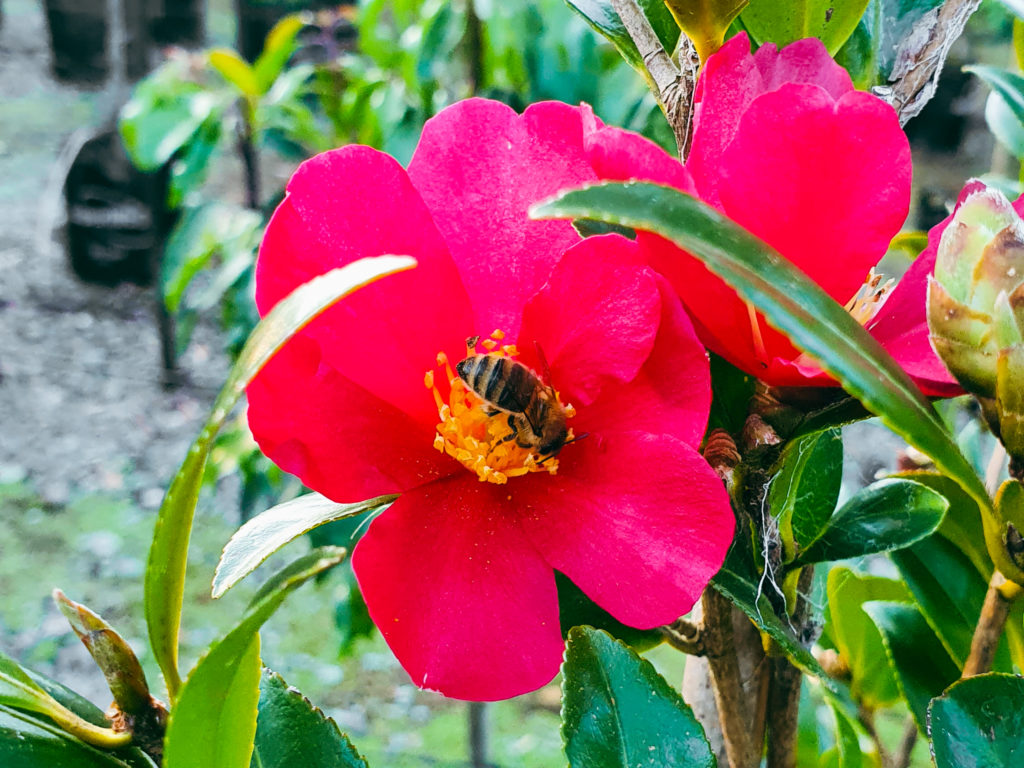 CAMELLIA 'Crimson King' Flower, August