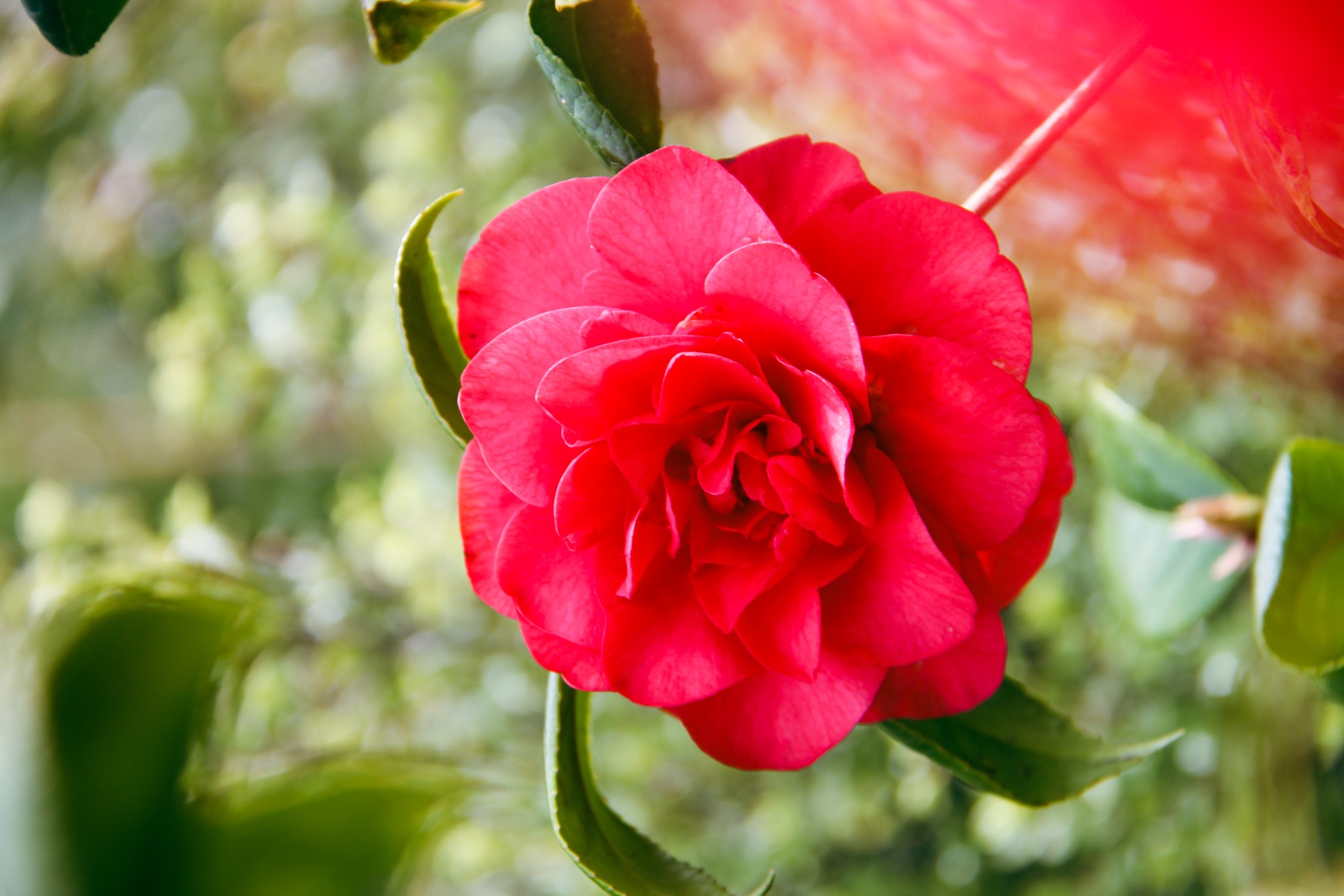 Read more about the article Red Flowering Camellias💖🌹