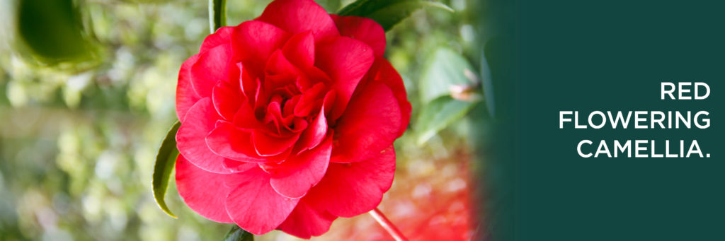 Red Camellia - Banner