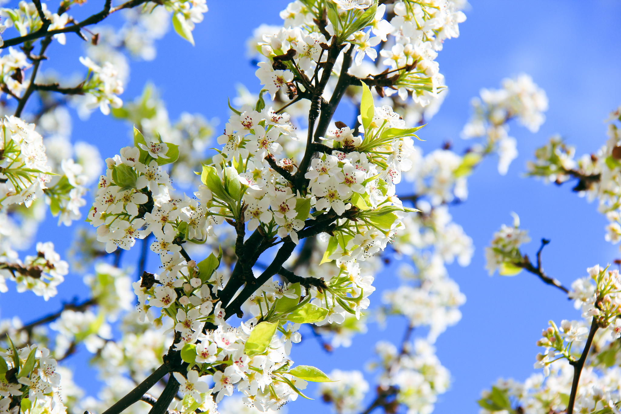 Read more about the article PYRUS ‘Candelabra’ 🌼