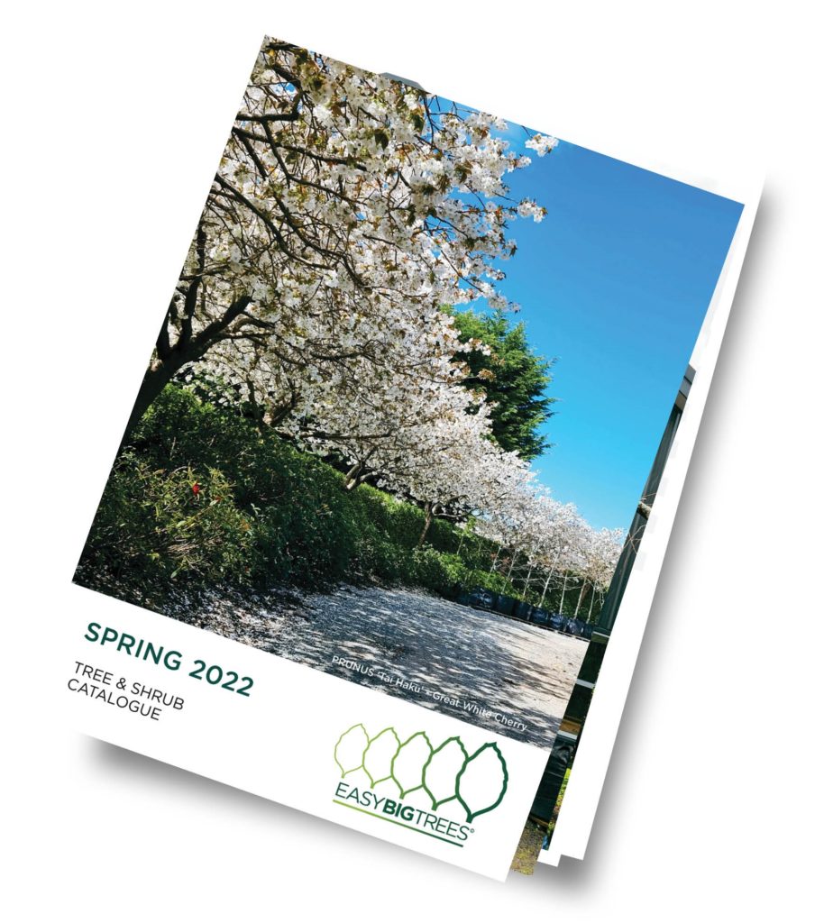 Spring catalogue