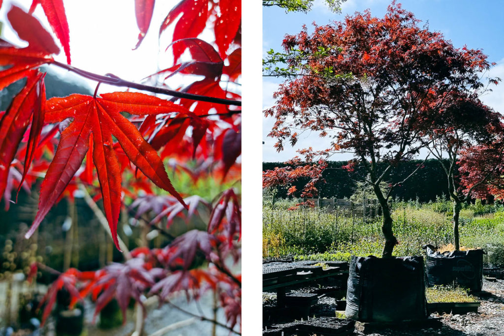 ACER palmatum 'Red Emperor' 1000lt - October