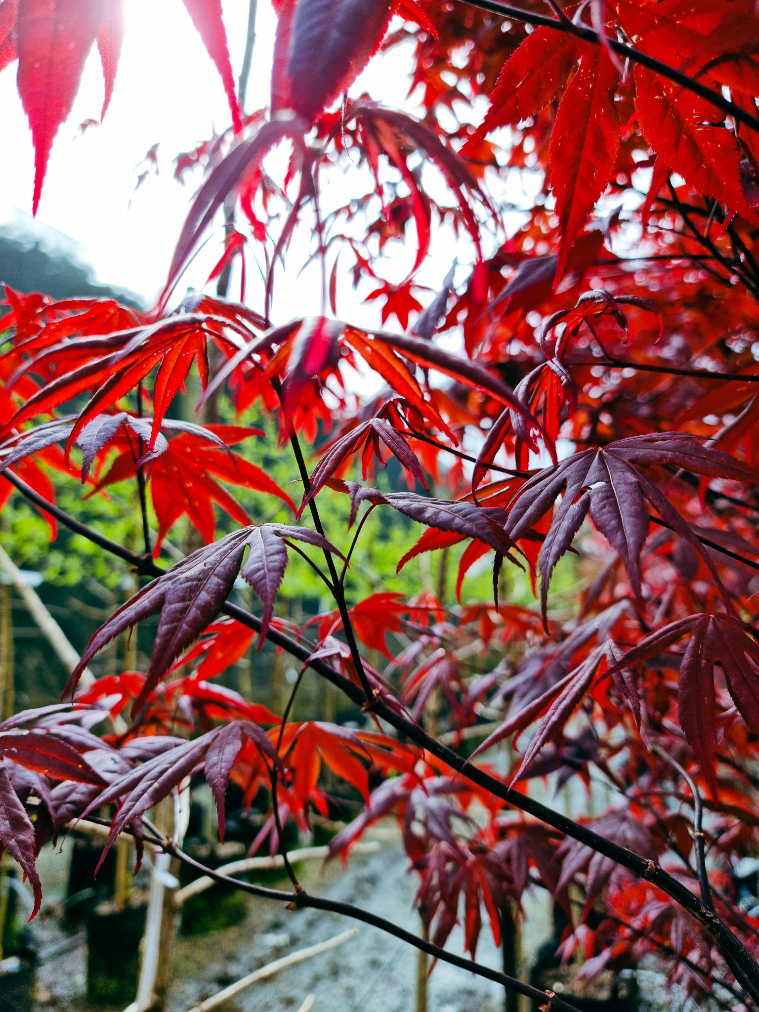 ACER palmatum 'Red Emperor' 25lt, October