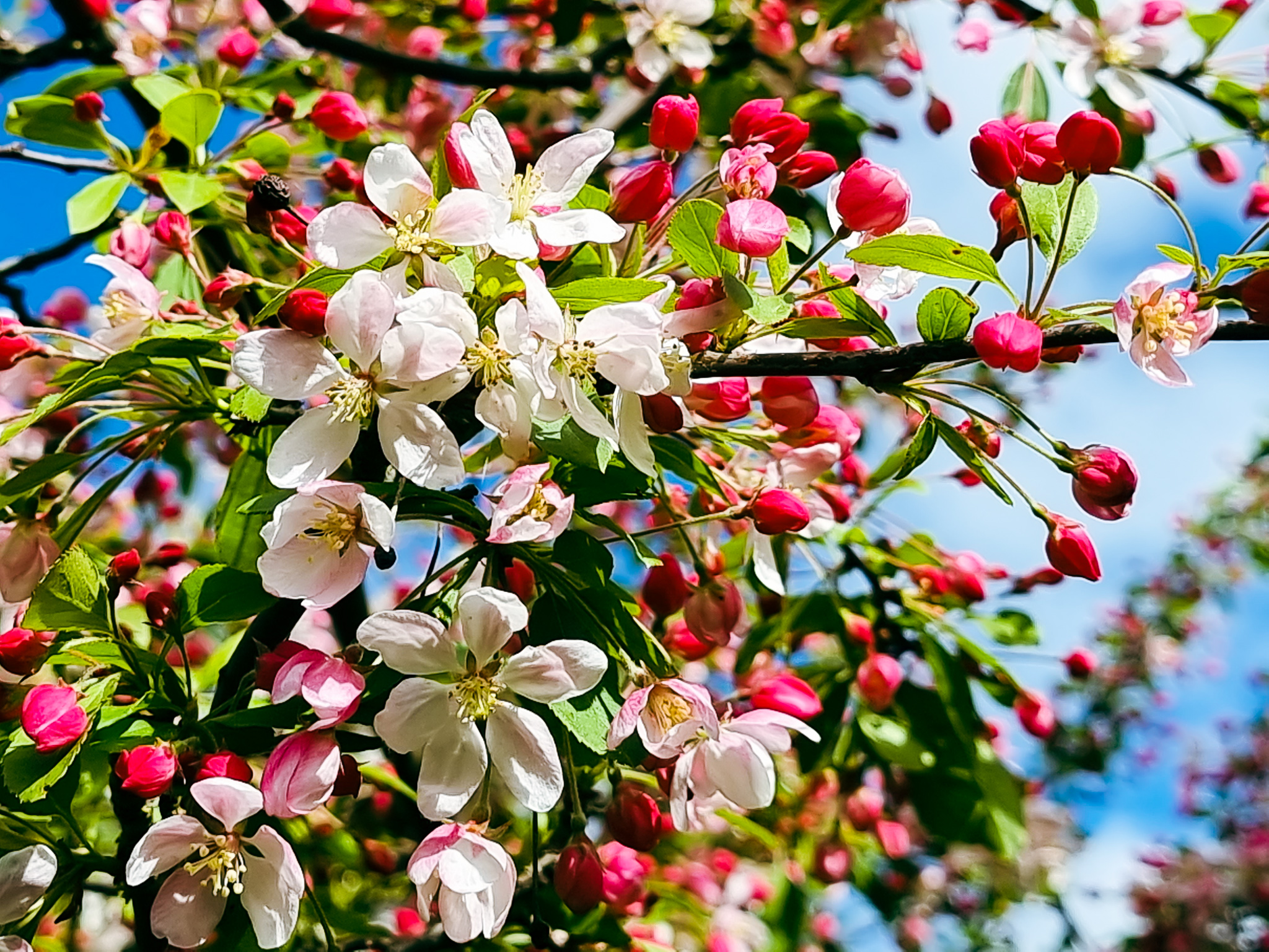 Read more about the article Flowering Malus – Crabapple🌸
