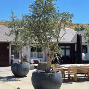 OLEA ‘Frantoio’ – Olive Tree