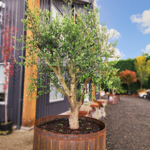 OLEA ‘Frantoio’ – Olive Tree