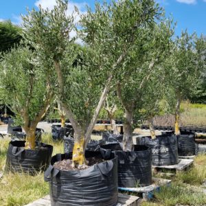 OLEA ‘Frantoio’ – Olive Tree