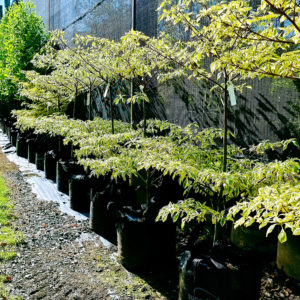 CORNUS controversa ‘Variegata’ – Wedding Cake Tree