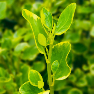 GRISELINIA littoralis ‘Variegata’ – Variegated Broadleaf