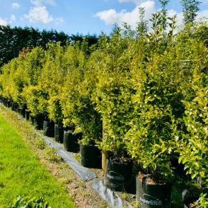 GRISELINIA littoralis ‘Variegata’ – Variegated Broadleaf