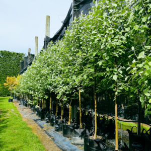 SORBUS aria ‘Lutescens’ – Silver Whitebeam