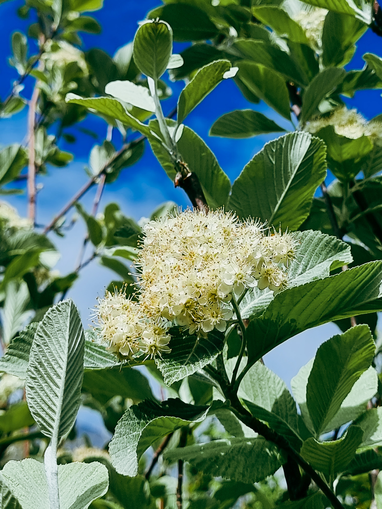 Read more about the article Whitebeam – Sorbus 🌼