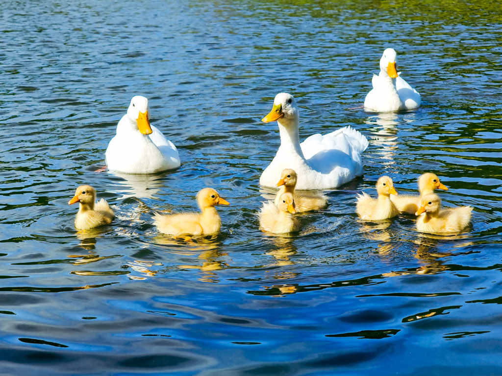 Ducks in our Pond - November