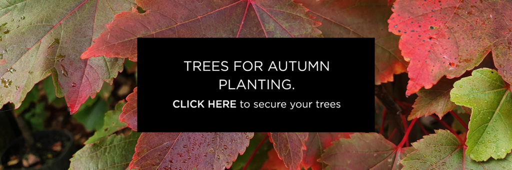 Autumn planting - secure your trees