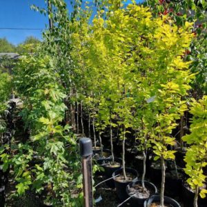 FAGUS sylvatica ‘Dawyck Gold’ – Columnar English Beech