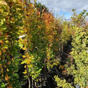 FAGUS sylvatica ‘Dawyck Gold’ – Columnar English Beech